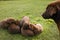 Brown Labrador Retriever dog litter of pups