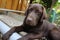 A brown Labrador Retriever photo. Man\'s best friend. Looking Labrador.
