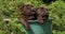 Brown labrador retriever, puppies playing in a flowerpot, yawning, Normandy, Slow Motion