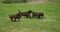 Brown labrador retriever, puppies running on the lawn, normandy in france, slow motion