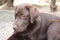 Brown Labrador Retriever puppy. Dog profile. Looking Chocolate Lab.