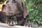 Brown Labrador Retriever puppy. Tongue out. Looking Chocolate Lab.