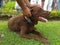 Brown Labrador retriever waiting for dog show