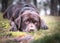 Brown labrador retriver with a sweet look on face laying down on the grass in nature