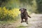 Brown Labrador running in a forest with all paws off the ground and yellow bushes