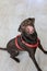 Brown Labrador Sitting and Licking Nose