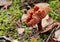 Brown laccaria fungus on a background of moss