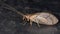 Brown Lacewing