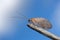 Brown lacewing, Hemerobiidae, clouds and blue sky in the background