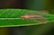 Brown Lacewing on an Oleander leaf.