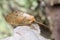 Brown lacewing, Wesmaelius concinnus