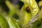 Brown lady bug on some leaves