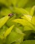 Brown ladybug on a tree leaf