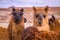 Brown lama alpaca herd