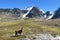 Brown lama at the bottom of big snow mountain