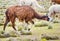 Brown lama grazing on the field in the herd in Peru, South America