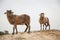 Brown lambs on sandy hill in dutch forest area near Zeist