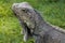 Brown Land Iguana at Parque de las Iguanas