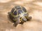 Brown land large turtle crawling on the yellow sand, walking home beloved pet