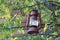 Brown lantern hanging off a tree