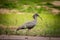 Brown with a large curved beak, the plumbeous Ibis looka for food in Pantanal