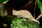 Brown leaf chameleon, andasibe
