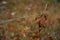 Brown Leaf on Fence