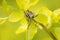 A brown leaf-footed bug on a lime green spiraea japonica leaf