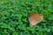 Brown leaf on green four-leaf clovers
