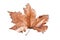 Brown leaf isolated