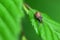 The brown leaf weevil Phyllobius oblongus