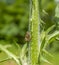 Brown leafhopper