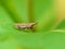 Brown Leafhopper On A Leaf