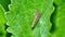 Brown leafhopper on a leaf