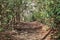 A brown leafy path leading into the woods