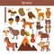 Brown. Learn the color. Education set. Illustration of primary c