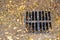 Brown leaves around a dry rain water drain grille - drought concept