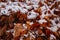 Brown leaves covered in snow