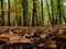 Brown leaves on the ground in the middle of the chestnut forest