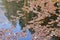 The brown leaves on the surface of a little pond shows the autumn-time