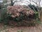 Brown leaves and weeds in large compost pile and fence