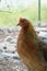 Brown Leghorn Hen