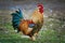 Brown Leghorn Rooster