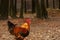 Brown Leghorn rooster near forest at sunset