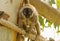 Brown lemur holds a tree