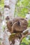 Brown lemurs family