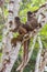 Brown lemurs family