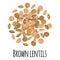 Brown lentils for template farmer market design, label and packing. Natural energy protein organic super food