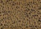 Brown leopard fabric pattern texture