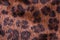 Brown leopard fur pattern as a background.